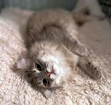 Photo of Payton