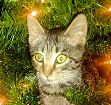 Photo of Jingle