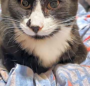 Photo of Spooky (Xander)