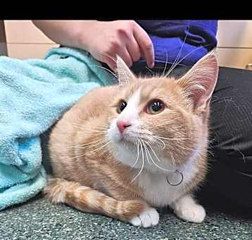 Photo of Scratch