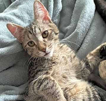 Photo of Gander