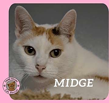 Photo of Midge