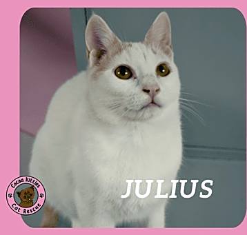 Photo of Julius