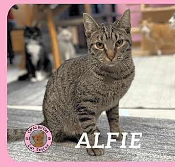 Photo of Alfie