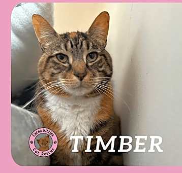 Photo of Timber