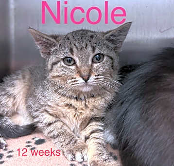 Photo of Nicole green collar
