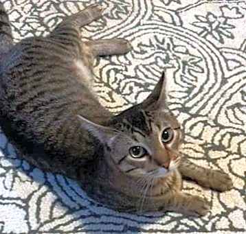 Photo of Indigo