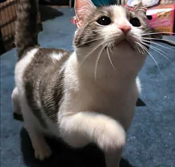 Photo of Ozzie