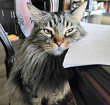Photo of Storm