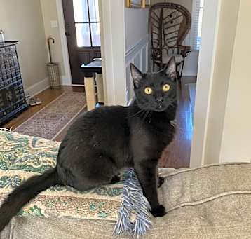 Photo of ONYX