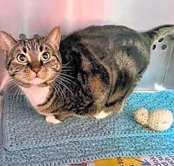 Photo of HAZELNUT