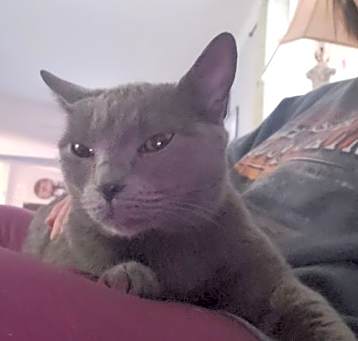 Photo of Cleo courtesy listing
