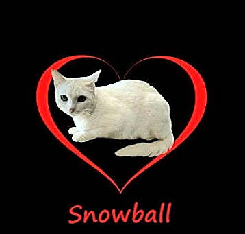Photo of Snowball #sweet-introvert
