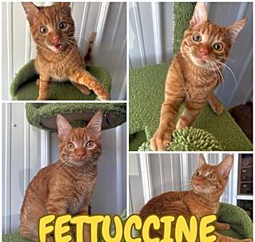 Photo of Fettuccine - Special Needs