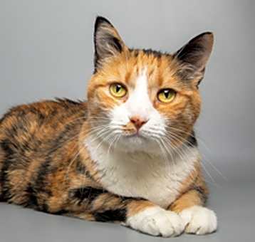Photo of Vitani