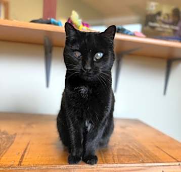 Photo of Blackberry-Bonded with Fluff P