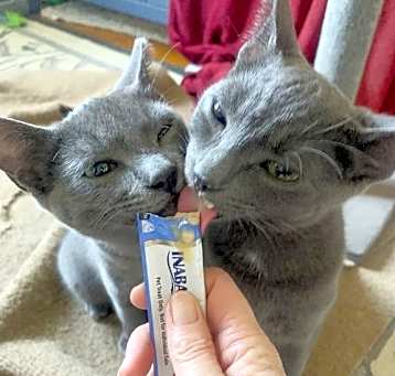 Photo of Yoshi & Iggy