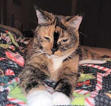 Photo of Rose