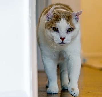Photo of Sebastian