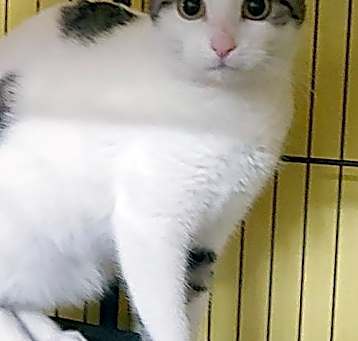 Photo of Snowflake