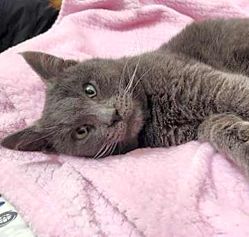 Photo of Griffin the Grey