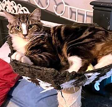 Photo of Diamond
