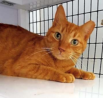 Photo of Pumpkin