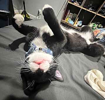Photo of Socks and Bean