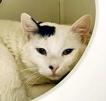 Photo of Bunsen