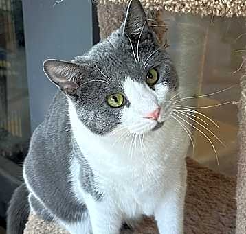 Photo of Zander
