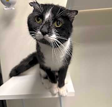 Photo of Oreo