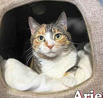 Photo of Ariel