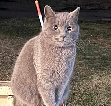 Photo of Speedy (Kitty)