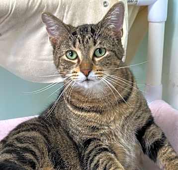 Photo of Guava
