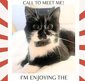 Photo of Mittens