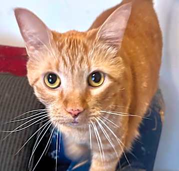 Photo of Rascal