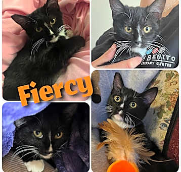 Photo of Fiercy