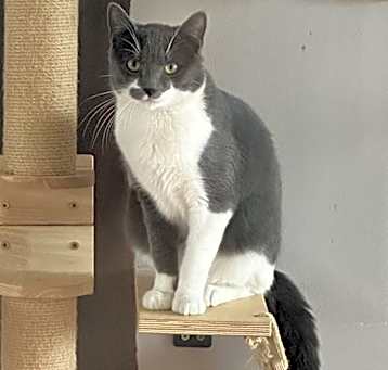 Photo of Smokey