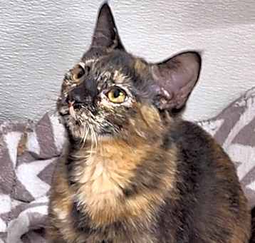 Photo of Praline