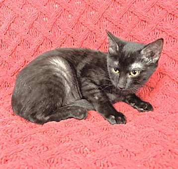 Photo of Tuna