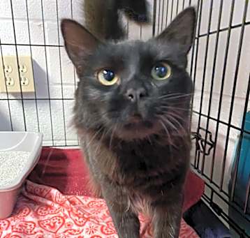 Photo of Midnight