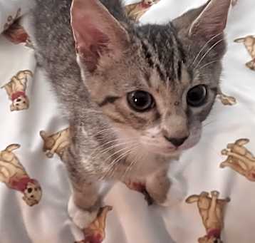 Photo of Strawberry Shortcake