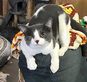 Photo of Bandito