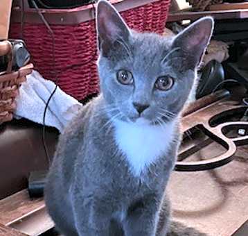 Photo of Boris