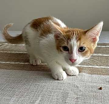 Photo of Sam