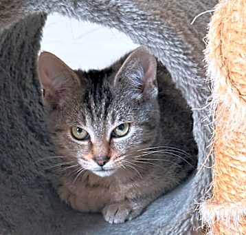 Photo of Artemis