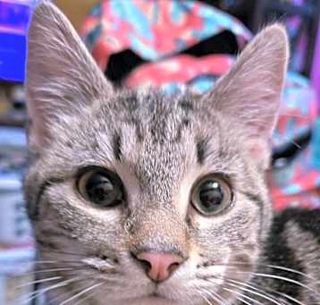 Photo of Linus