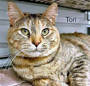 Photo of Tori