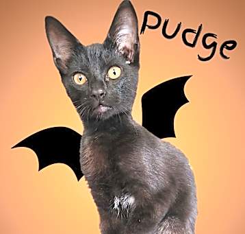 Photo of Pudge