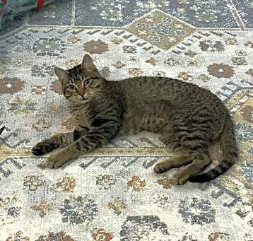 Photo of Risu
